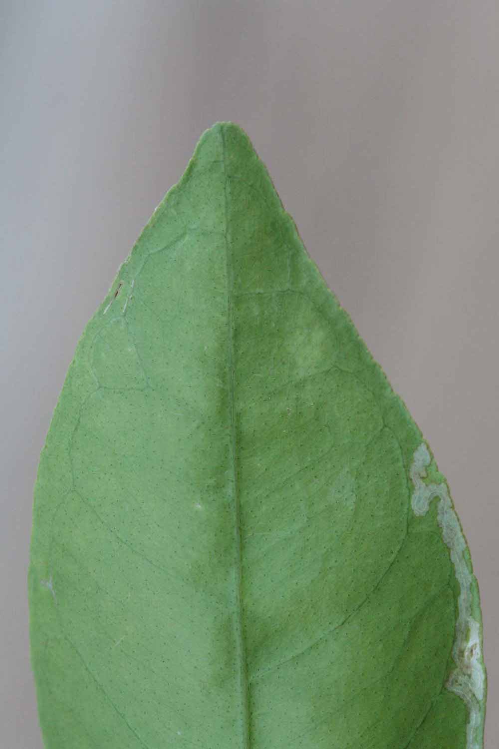            Margin (Riverside, CA)   